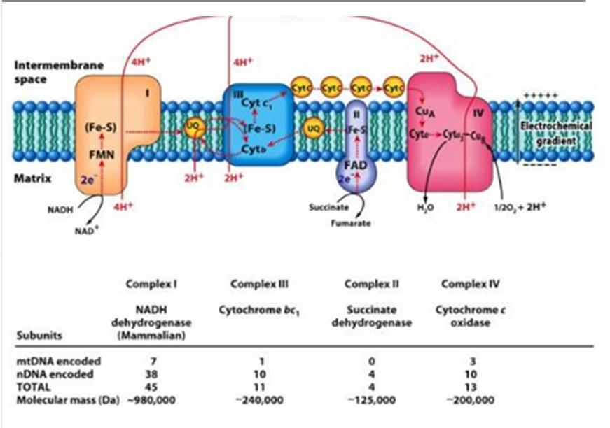 <p><strong>mtDNA</strong> = <span style="color: red"><strong>1</strong></span></p><p><strong>nDNA</strong> = <span style="color: red"><strong>10</strong></span></p><p><strong>TOTAL </strong>=<span style="color: red"><strong> 11</strong></span></p>