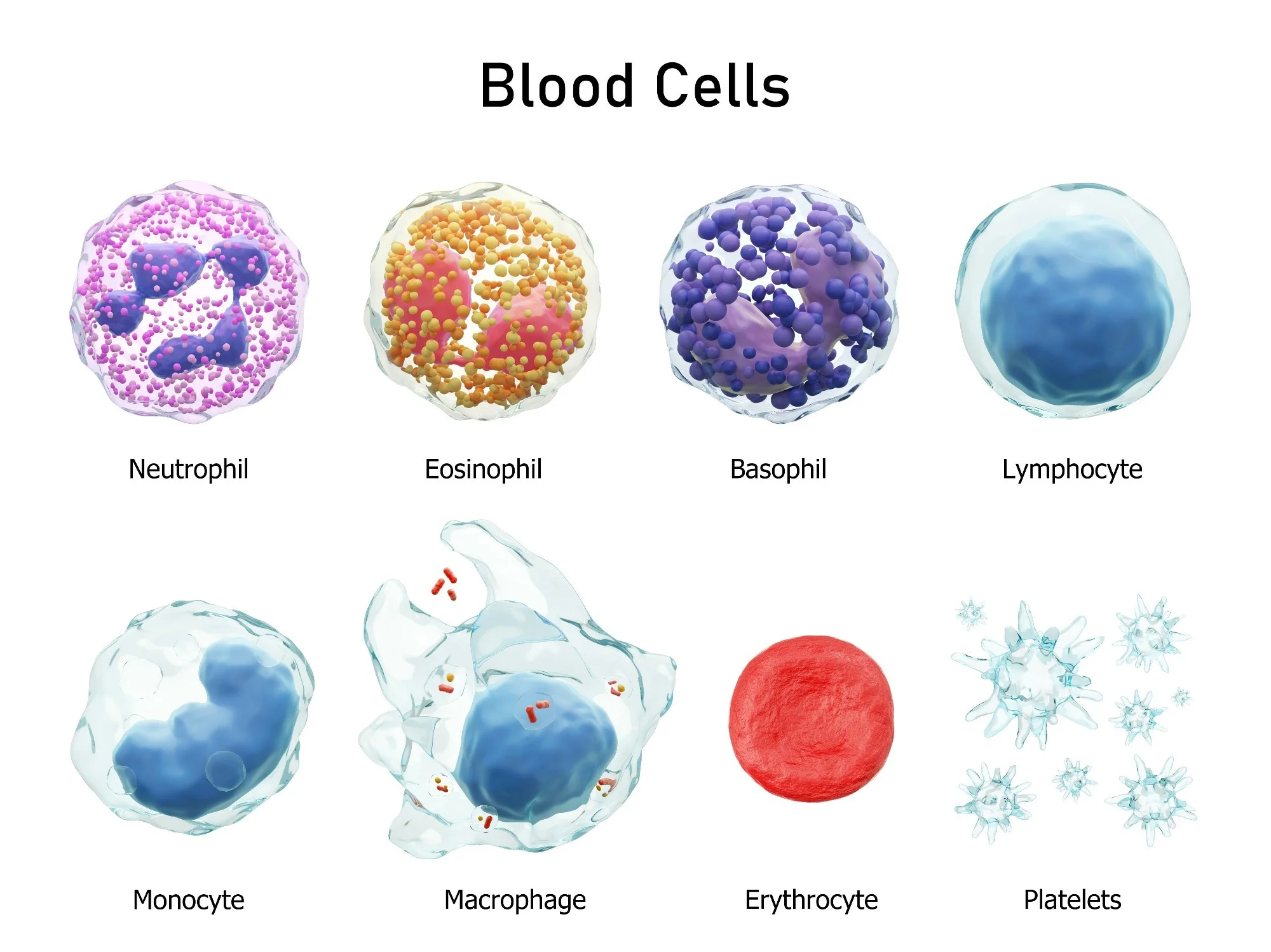 <p>Hematologic System</p>