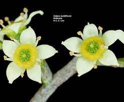 stamens are off set from petals, stamens and petals alternate around flower
