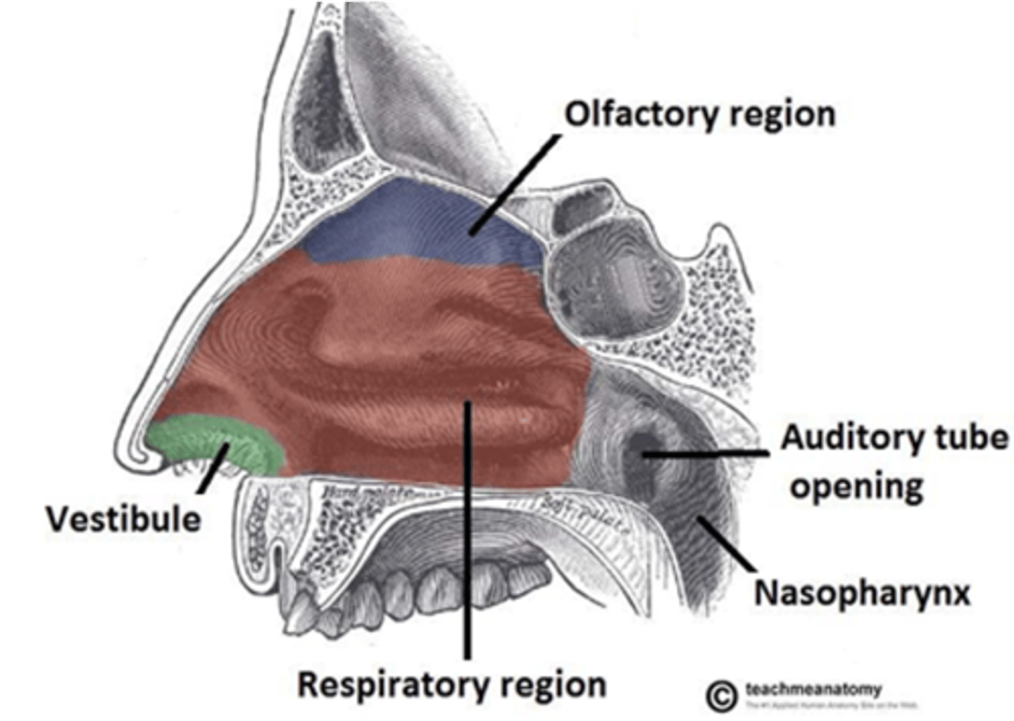 <p>capture and trap odorants to be absorbed by the olfactory epithelium</p>