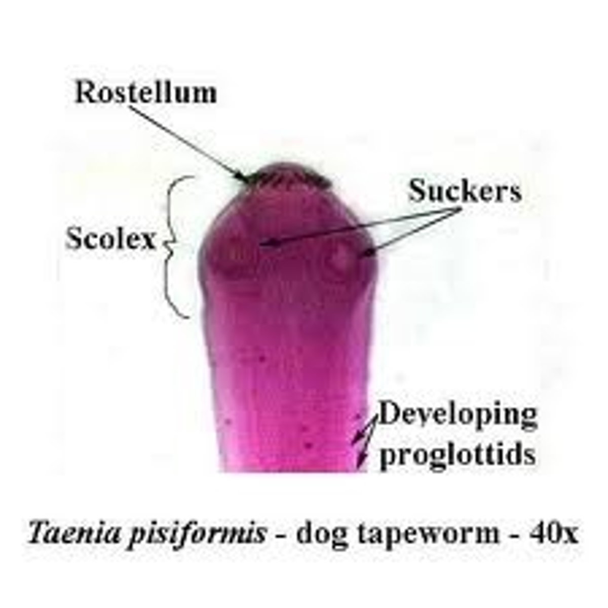 <p>Class of platyhelminths (tapeworms)</p><p>- ex. pork tapeworm</p><p>- head adapted for latching and sucking</p><p>- life cycle: human intestine, gravid proglottids out with feces, eaten by pigs, goes from blood vessel to muscle, eaten by humans</p>