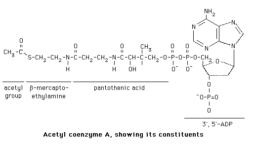 <p>Acetyl-CoA vs Acyl-CoA</p>
