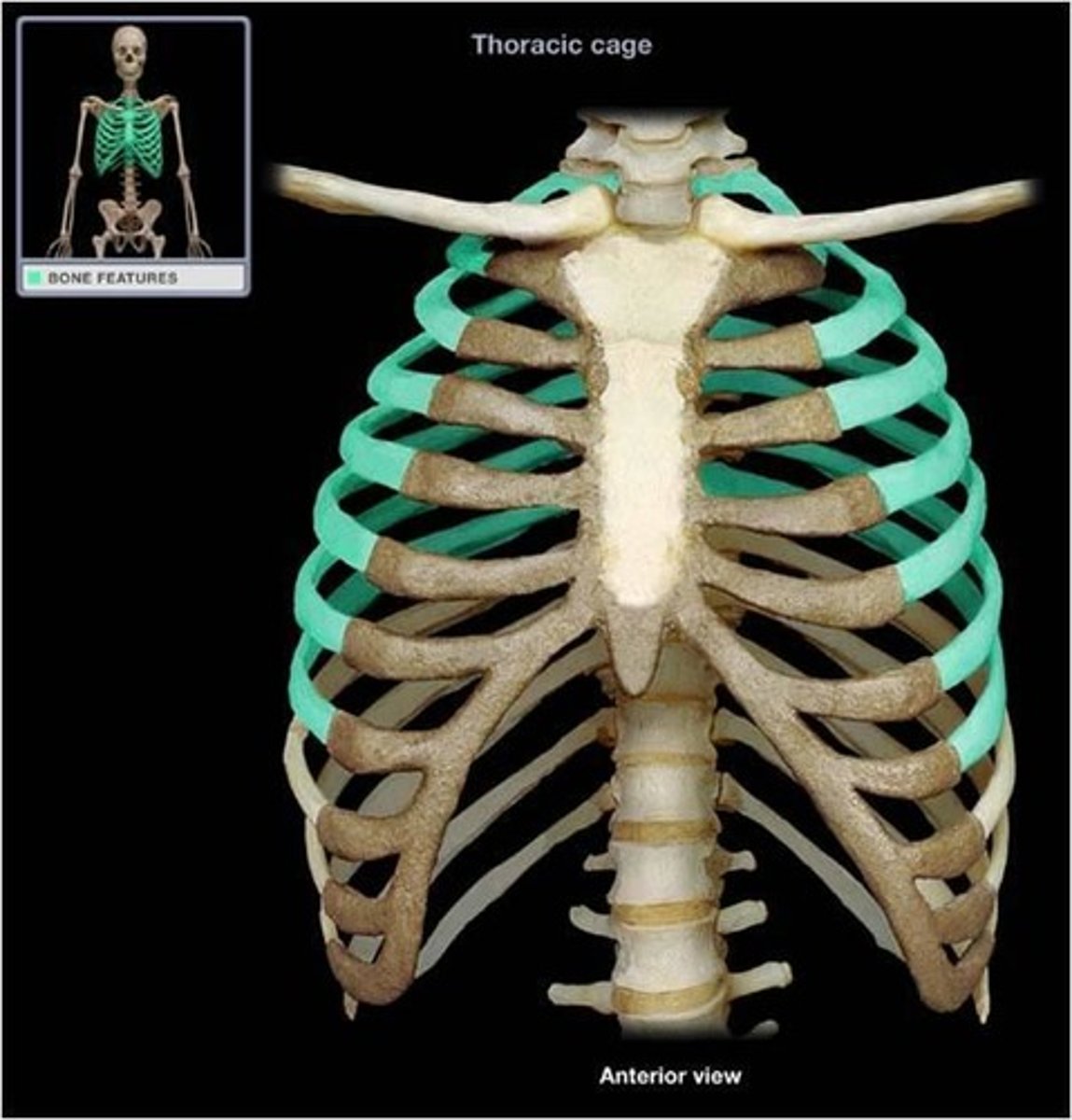 <p>attached to the sternum individually</p>