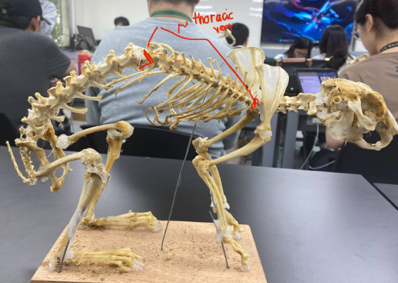 <p>Thoracic vertebrae (where ribs are also attached)</p>