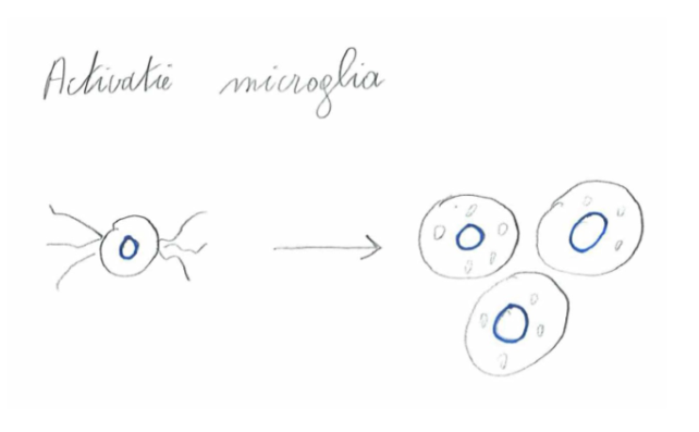<p>= macrofagen afkomstig van monocyten</p><ul><li><p>kleine cellen met korte onregelmatige uitlopers</p><ul><li><p>moeilijk zichtbaar zonder immuunhistochemische kleuringen</p></li></ul></li><li><p>bevatten talrijke lysosomen</p></li><li><p>belangrijkste functie: fagocyteren van vreemd materiaal</p></li><li><p>kunnen immunoregulatorische cytokines secreteren</p><ul><li><p>spelen belangrijke rol in immuunsysteem van CZS</p></li></ul></li><li><p>kunnen antigenen presenteren (kunnen T-lymfocyten activeren)</p></li></ul><p>→ in tegenstelling tot andere gliacellen: microgliacellen kunnen migreren doorheen CZS</p><ul><li><p>worden geactiveerd door weefselschade &amp; micro-organismen</p><ul><li><p>geactiveerde microglia: verliezen uitlopers &amp; kunnen zich delen</p></li></ul></li></ul><p></p>