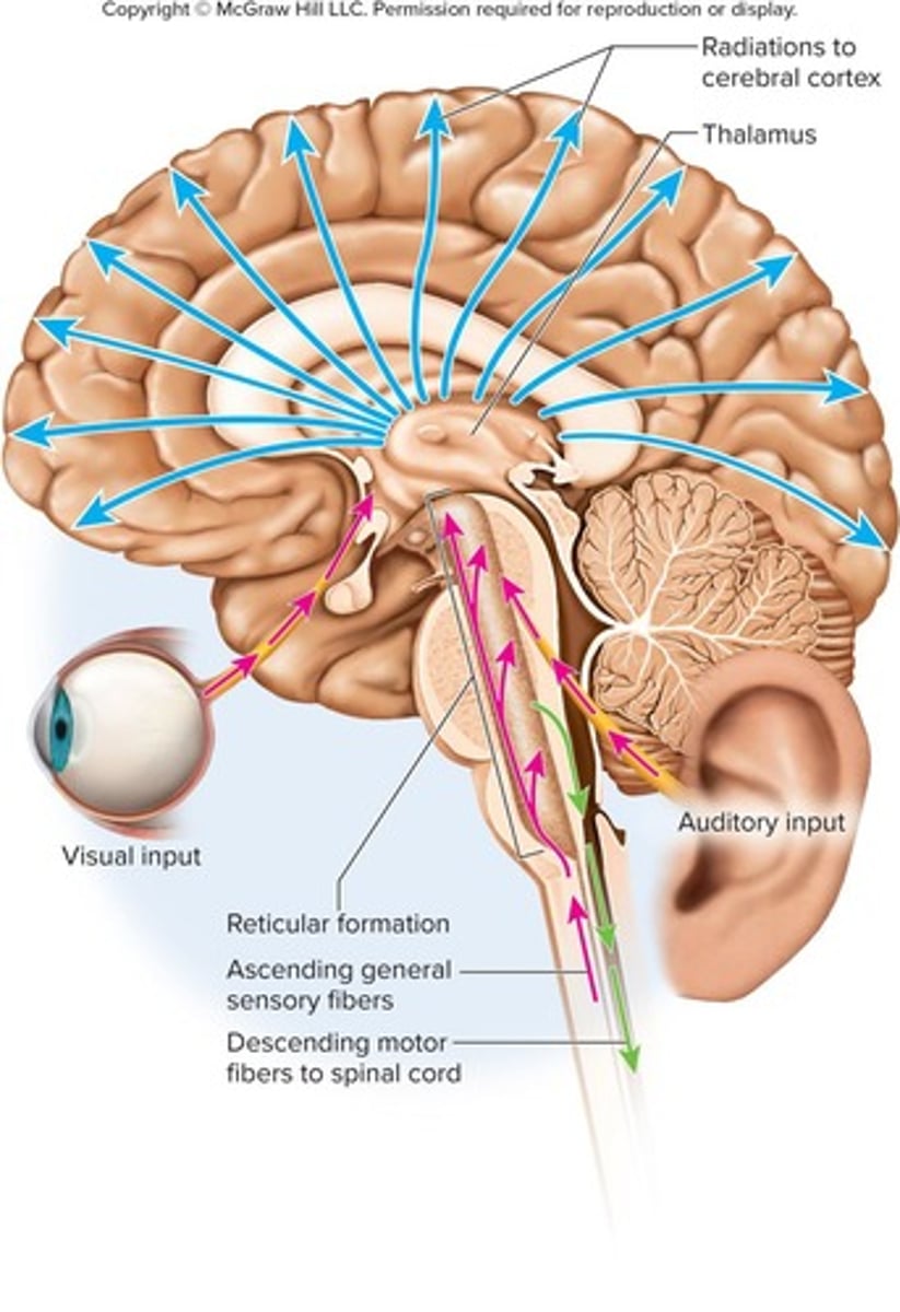 <p>A system that regulates what substances can enter the brain from the bloodstream.</p>