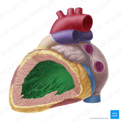 <ul><li><p>walls are thicker than the right</p></li><li><p>has trabeculae carne and large papillary muscles </p></li></ul><p></p>