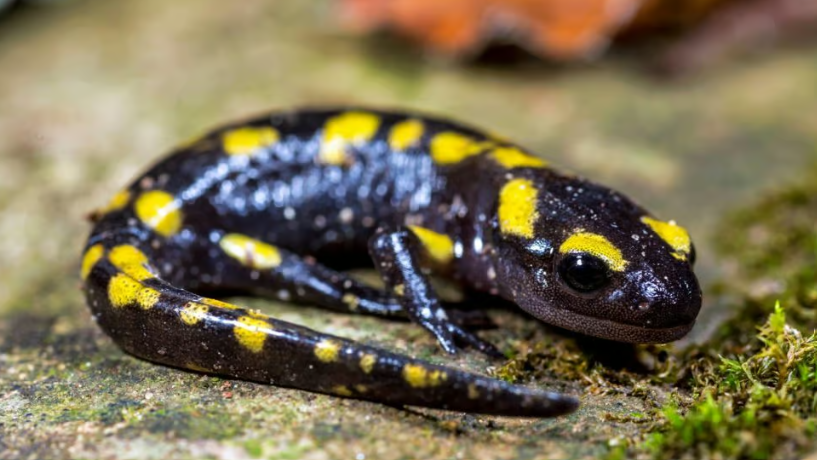 <p><span><strong><u>Distribution: </u></strong></span></p><ul><li><p><span>Europe</span></p></li><li><p><span>Turkey and the Levant</span></p></li><li><p><span>southern China and northern Indochina </span></p></li><li><p><span>Japan</span></p></li><li><p><span>northwestern Africa</span></p></li><li><p><span>North America</span><br></p><p><span><strong><u>CA species: Taricha (4 sp.)</u></strong></span></p><p><br><span><strong><u>Traits: </u></strong></span></p></li><li><p><span>Variable in external appearance</span></p></li><li><p><span>all have four good limbs</span></p></li><li><p><span>most have complete metamorphosis</span></p></li><li><p><span> many are aquatic with smooth skin and fins </span></p></li><li><p><span>terrestrial individuals with rugose skin</span></p></li><li><p><span>all have toxic skin secretions</span></p></li><li><p><span>often brightly colored</span></p></li></ul><p></p>