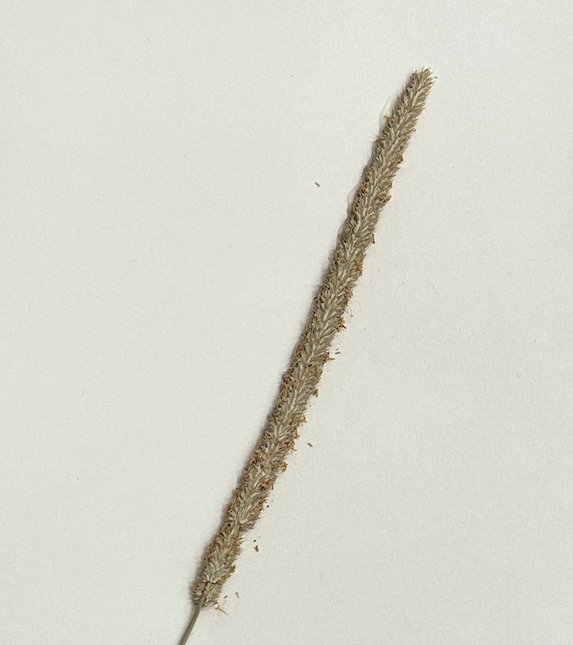 <p>Poales</p><p><span style="background-color: transparent;"><span>Poaceae</span></span></p>