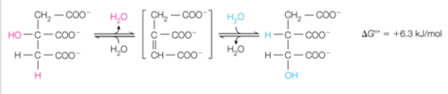<p>step 2 is the CAC is called the _______ reaction. which converts _______ to ______. why does this occur?</p>