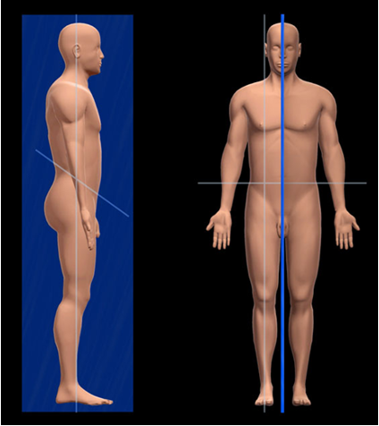 cuts body into left and right sides down the middle