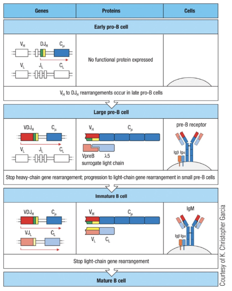 <ol><li><p><strong>Early Pro-B Cell</strong>: Heavy chain gene rearrangement begins with <strong>D to J joining</strong> on the heavy chain. No functional μ (mu) protein is expressed at this stage.</p></li><li><p><strong>Late Pro-B Cell</strong>: <strong>V to DJ rearrangement</strong> occurs on one chromosome. If unsuccessful, rearrangement attempts on the second chromosome. A successful rearrangement results in μ chain production.</p></li><li><p><strong>Large Pre-B Cell</strong>: The μ chain pairs with surrogate light chains (λ5 and VpreB) to form the <strong>pre-B cell receptor (pre-BCR)</strong>. Signaling through <strong>Igα and Igβ</strong> halts further heavy chain rearrangement, enforcing allelic exclusion, and drives cell proliferation.</p></li><li><p><strong>Small Pre-B Cell</strong>: Light chain gene rearrangement begins with <strong>V to J joining</strong>. Multiple rearrangements on the same or other allele can occur if needed.</p></li><li><p><strong>Immature B Cell</strong>: Successful light chain rearrangement produces a complete <strong>IgM</strong> molecule, which is expressed on the cell surface, signaling the cell to stop further light chain rearrangements.</p></li><li><p><strong>Mature B Cell</strong>: After passing tolerance checks, the cell expresses both <strong>IgM</strong> and <strong>IgD</strong> on its surface, indicating readiness to function in the immune response.</p></li></ol><p>Each stage involves critical rearrangements and checkpoints to ensure the production of functional and self-tolerant B cells.</p>