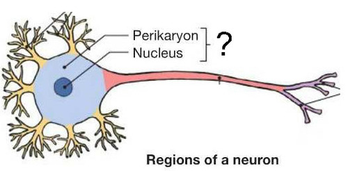 <p>Perikaryon </p>