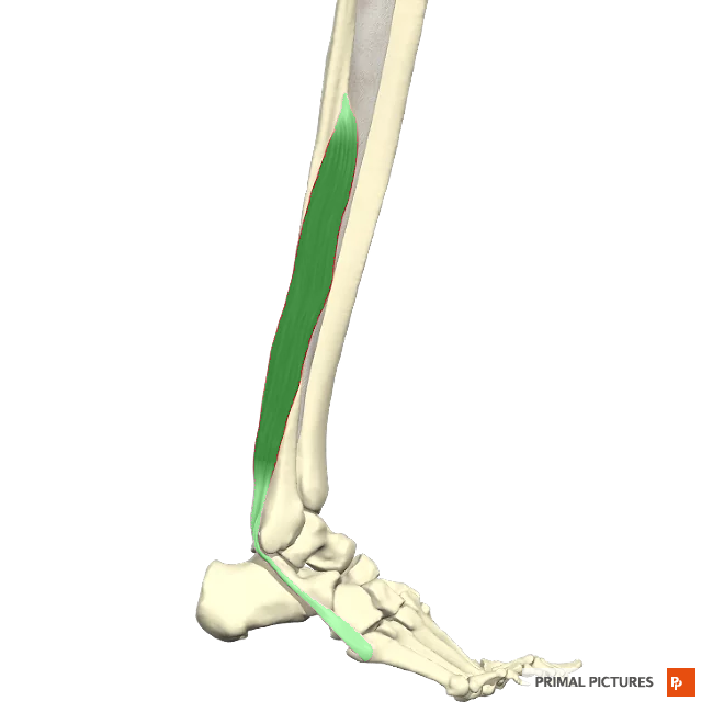 <p>Plantar flexion of foot at ankle </p><p>everts (pronates) foot at intertarsal joints </p>