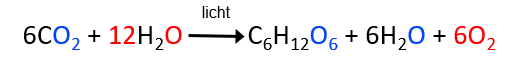 <p>komt het meeste voor</p><p>vb. </p><ul><li><p>cyanobacteriën (prokaryoten)</p></li><li><p>7 groepen van algen</p></li><li><p>alle landplanten met chloroplasten</p></li></ul><p></p>