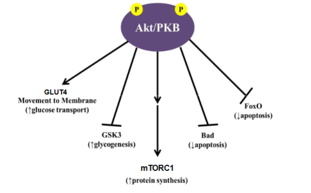 <ul><li><p>know GLUT4, GSK3, mTORC1,(stimulate protein synthesis), Bad + FoxO (inhibit apoptosis)</p></li><li><p>it phosporylates each of these</p></li></ul><p></p>