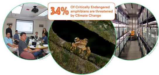 <ul><li><p>Global and local conservation initiatives</p></li><li><p>Combating disease</p></li><li><p>Captive breeding and reintroduction programme</p></li><li><p>Habitat restoration and protection</p></li><li><p>Citizen science and community involvement</p></li></ul><p></p>