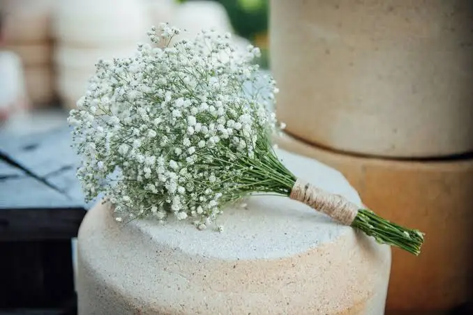 <p>Gypsophilia</p>
