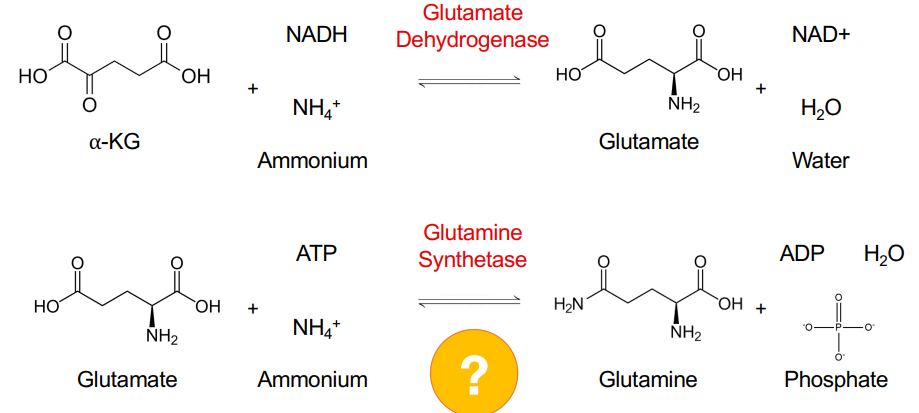 <p>What is glutamate and glutamine synthesized from?</p>