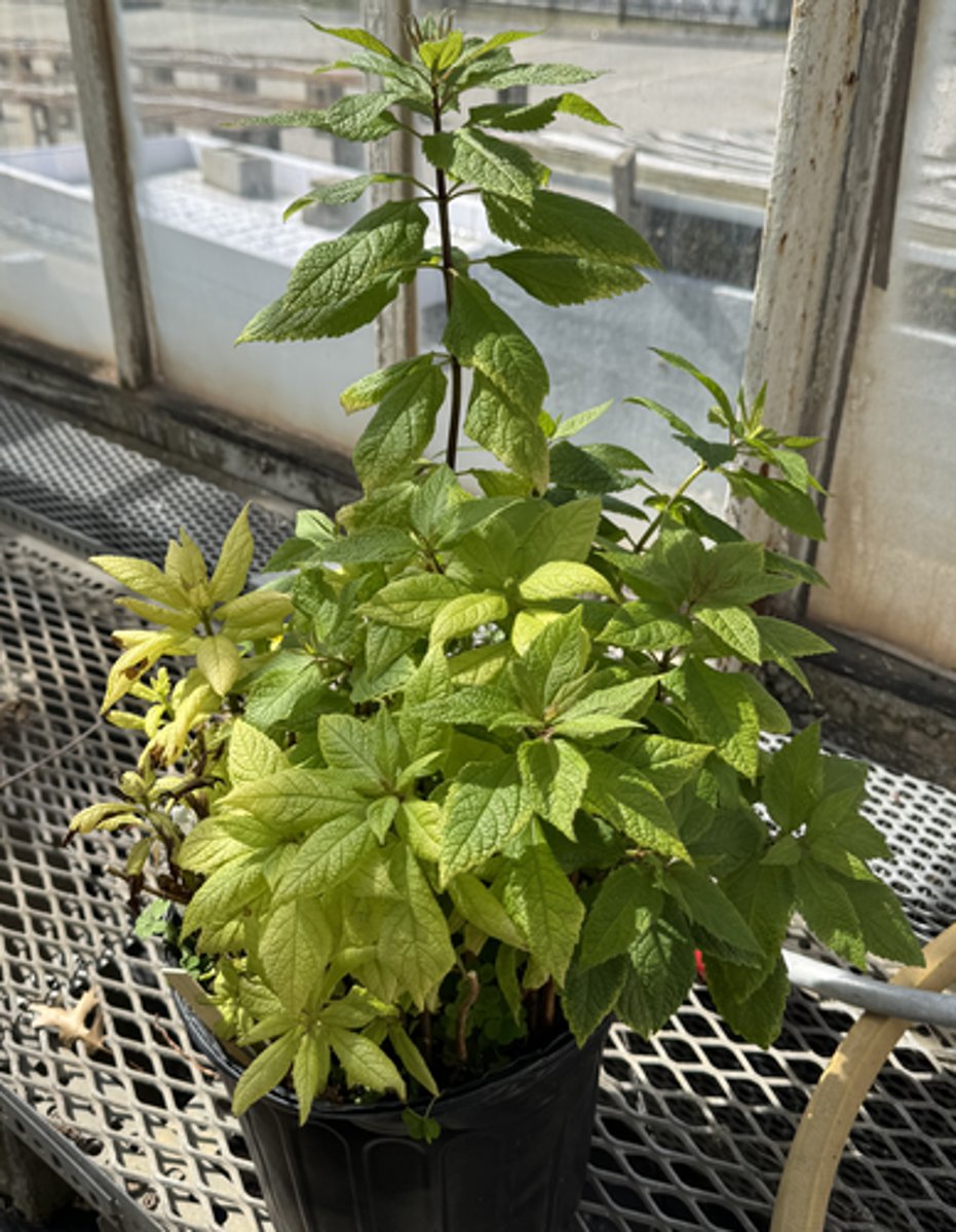 <p>What is the common name for this plant?</p>