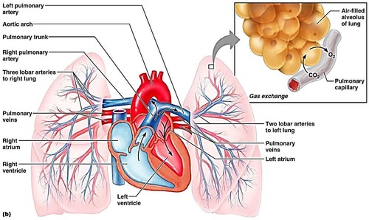 <p>Site of gas exchange in lungs.</p>