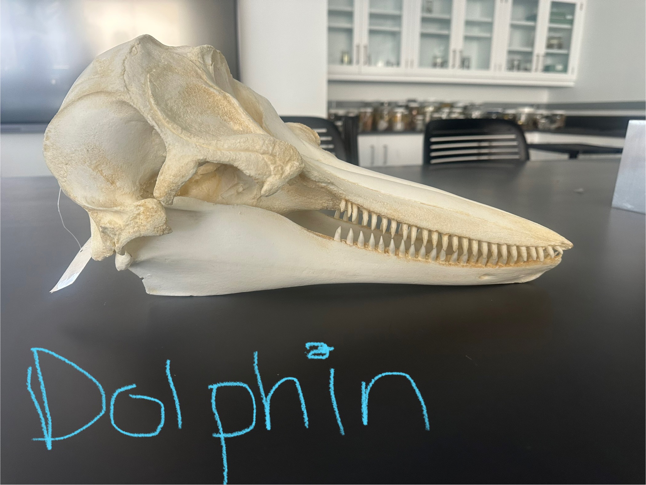 <p>What animal skull is this?</p>