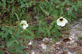 <p>Identify this species</p>