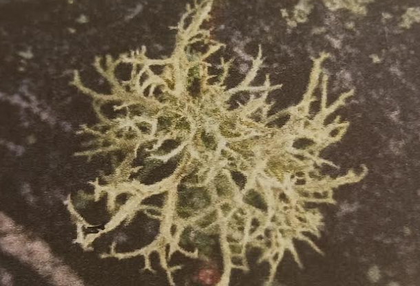 <p>What type of lichen is this?</p>