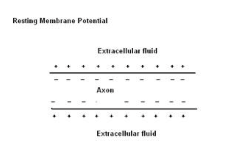 <p><span style="background-color: transparent;"><span>-70mV in avg neuron</span></span></p><ul><li><p><span style="background-color: transparent;"><span>Inside is more negative than outside b/c there are fewer + ions inside</span></span></p><ul><li><p><span style="background-color: transparent;"><span>K+ is the primary ion inside</span></span></p></li><li><p><span style="background-color: transparent;"><span>Na+ is the primary ion outside</span></span></p></li></ul></li></ul><p></p>