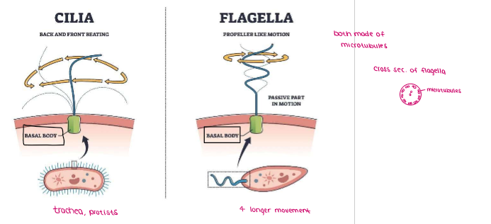 <ul><li><p><u>short, hair-like projections that are involved in <mark data-color="purple" style="background-color: purple; color: inherit;">sweeping</mark> motions; sometimes used for movement in protists</u></p></li><li><p><u><mark data-color="purple" style="background-color: purple; color: inherit;">REQURIE ENERGY (ATP) FOR MOTION TO OCCUR.</mark></u></p></li></ul><p></p>