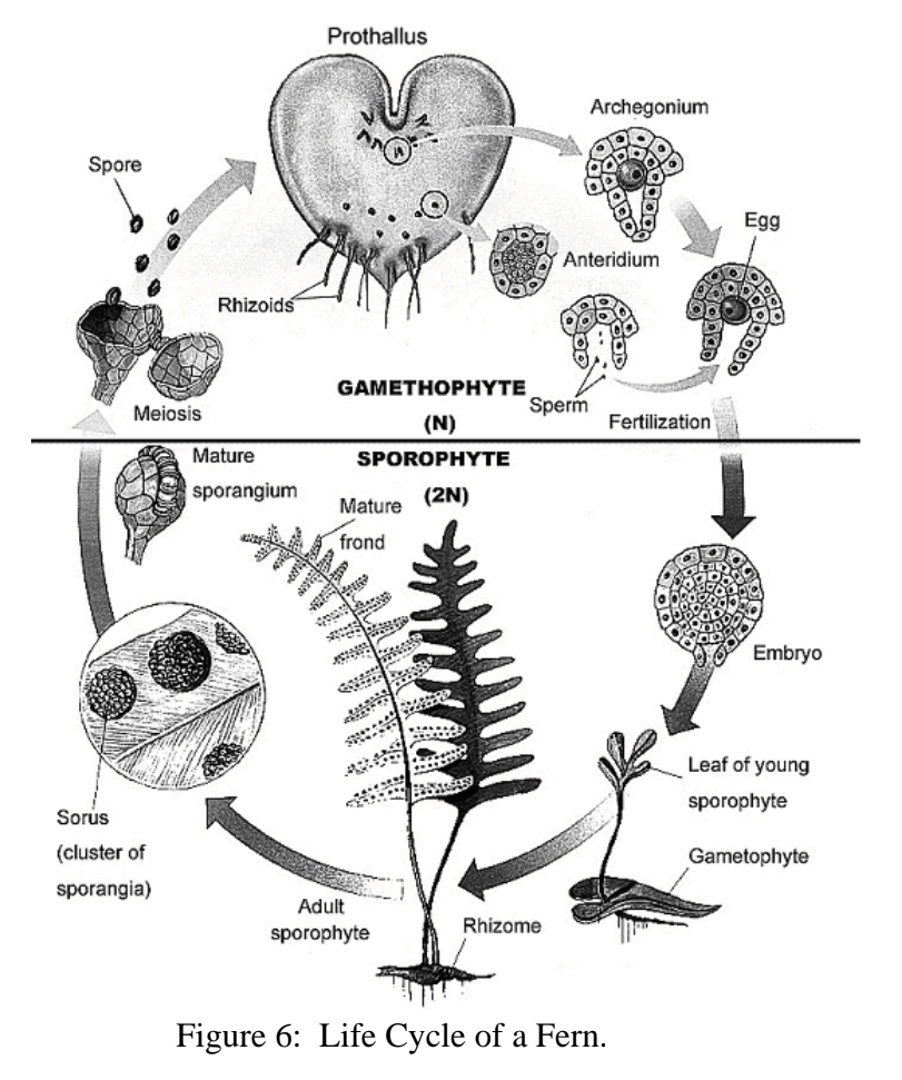 <p>Phylum Monilophyta - Ferns</p>