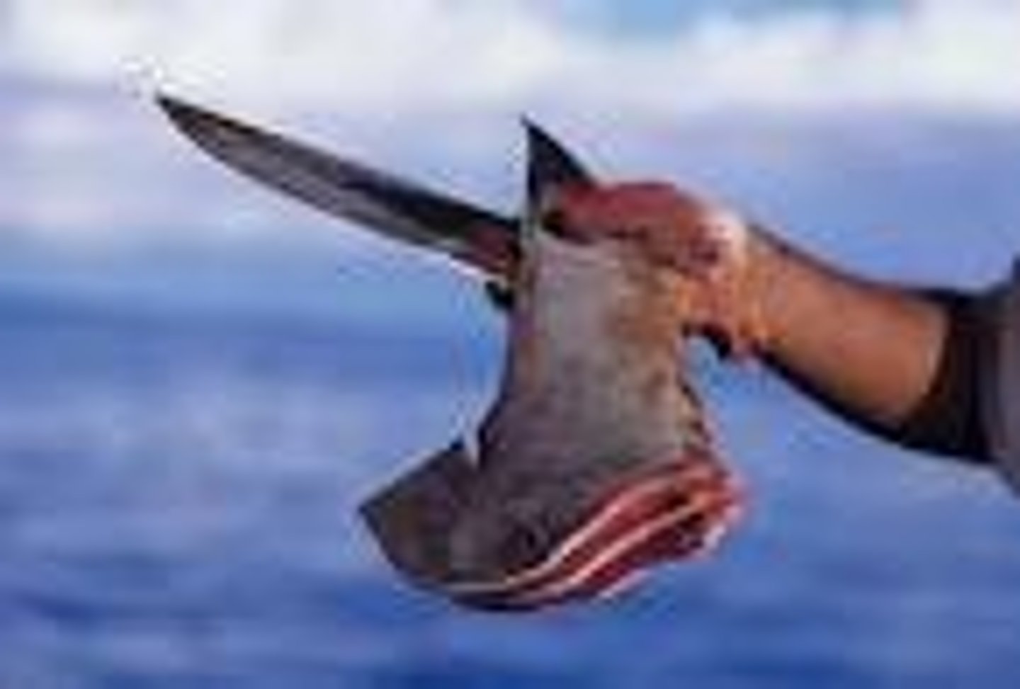 <p>Shark fin soup - served since Ming dynasty</p><p>(1368 to 1644)</p><p>Asian delicacy (primarily China - 95%)</p><p>- China has banned it from State functions</p><p>$100.00/bowl (70 - 100 million sharks/yr)</p><p>$450 per pound on the Hong Kong market.</p><p>Shark finning banned:</p><p>US, Mexico, Ecuador, Australia, Canada, EU</p><p>Shark fin trade banned in 12 U.S. states + 3 territories</p><p>A single Whale Shark pectoral fin can sell for up to $20,000 USD and a Basking Shark pectoral fin can fetch up to $50,000 USD.</p><p>Shark populations have declined as much as</p><p>90% or more in the last 50 years (100 spp endangered)</p>
