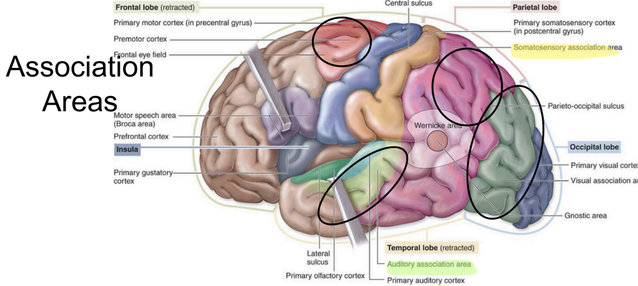 <p><em>What are the main association areas</em></p>