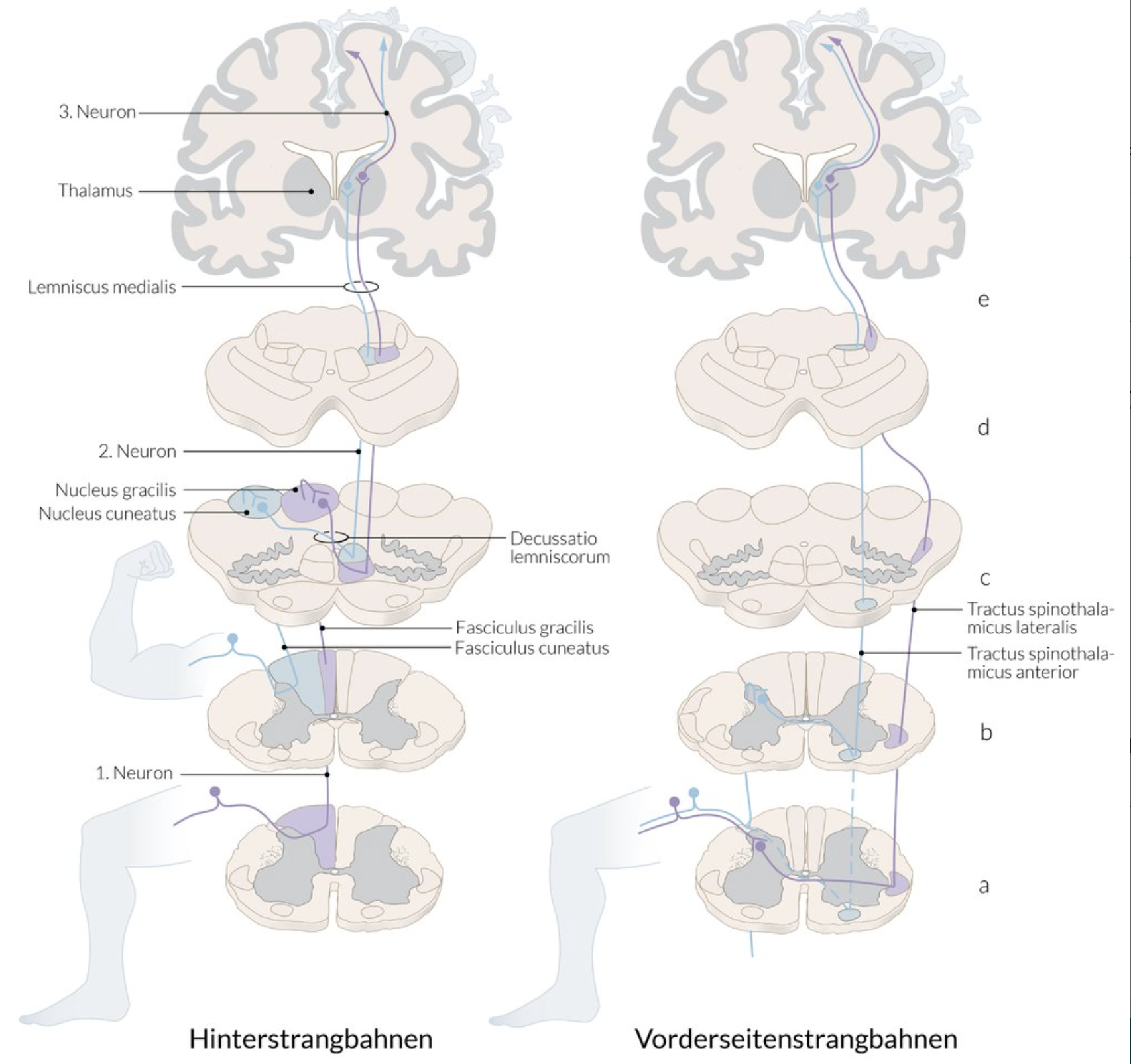 <p>B. Posterior funiculus (Funiculus posterior)</p>
