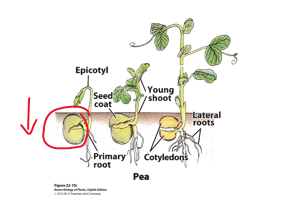 <ul><li><p>cotyledons remain Underground, provide nutrition</p></li><li><p>[<span style="color: rgb(71, 182, 255);"><strong>Epicotyl</strong></span>] elongates and forms hook</p></li><li><p>shoot tip protected by being pulled from soil</p></li></ul><p></p>