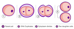 <p>What form of asexual reproduction is this? It involves the parent dividing into two equal parts, each of which grows into an individual similar to the parent</p>