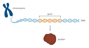 <p>DNA region/segment containing info to make protein</p>