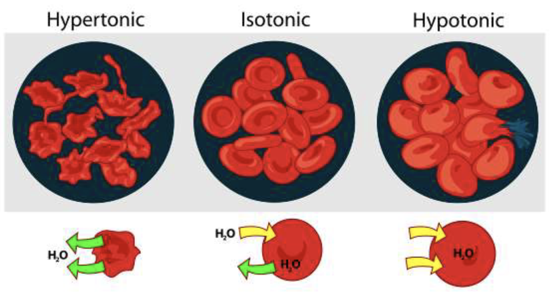 <ol><li><p>Hypertonic: Excessive water leaves cell</p></li><li><p>Isotonic: Balanced in and exit of water</p></li><li><p>Hypotonic: Excessive water into cell</p></li></ol><p></p>