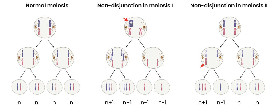 <p>● Spontaneously by chromosome non-disjunction during meiosis</p><p>● Homologous chromosomes (meiosis I) or sister chromatids (meiosis II) fail to separate during meiosis</p><p>● So some gametes have an extra copy (n+1) of a particular chromosome and others have none (n-1)</p>