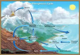 <p>Briefly describe the phosphorous cycle</p>