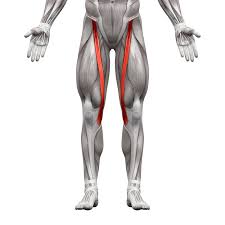 <p>origin: anterior superior iliac spine </p><p>insertion: proximal medial surface of tibia</p>