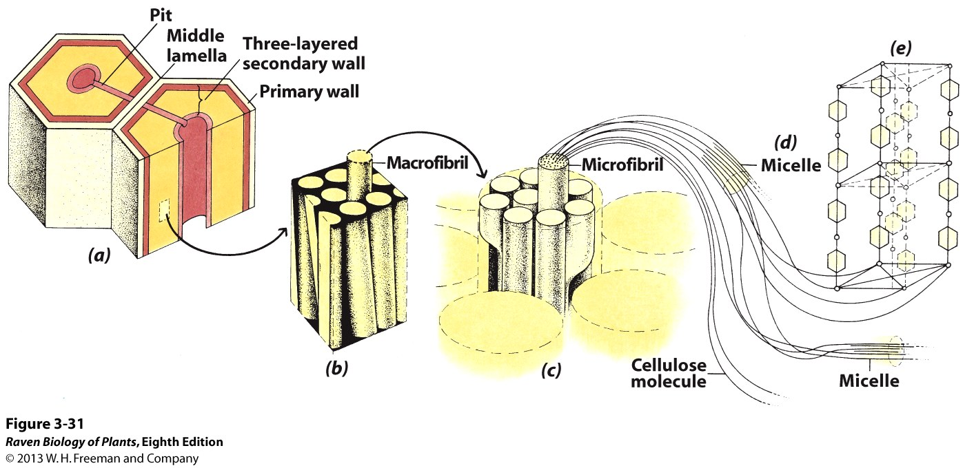 <ul><li><p>NOT present in all cells</p></li><li><p>strength and water conduction</p></li><li><p>deposited<em> interior</em>&nbsp;to the Primary cell wall</p></li><li><p>appears AFTER cell stops growing</p></li><li><p>more [cellulose] than in primary</p></li><li><p>lacks [plasticity]</p><ul><li><p>no pectin</p></li></ul></li></ul><p></p>