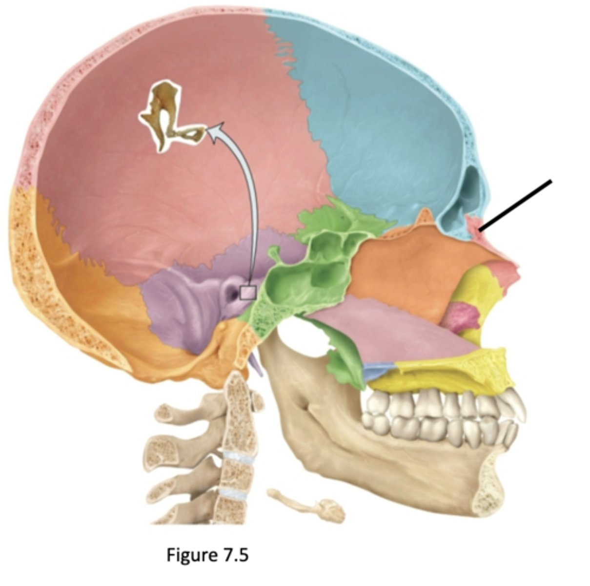 knowt flashcard image