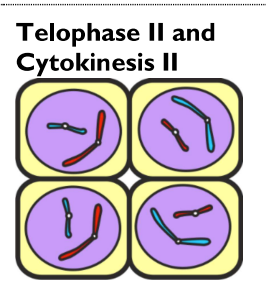 <ul><li><p><strong>Nuclear envelopes</strong> form around <strong>each set of chromosomes</strong></p></li><li><p>Cells divide, but remain joined to form a<strong> tetrad</strong></p></li></ul><p></p>