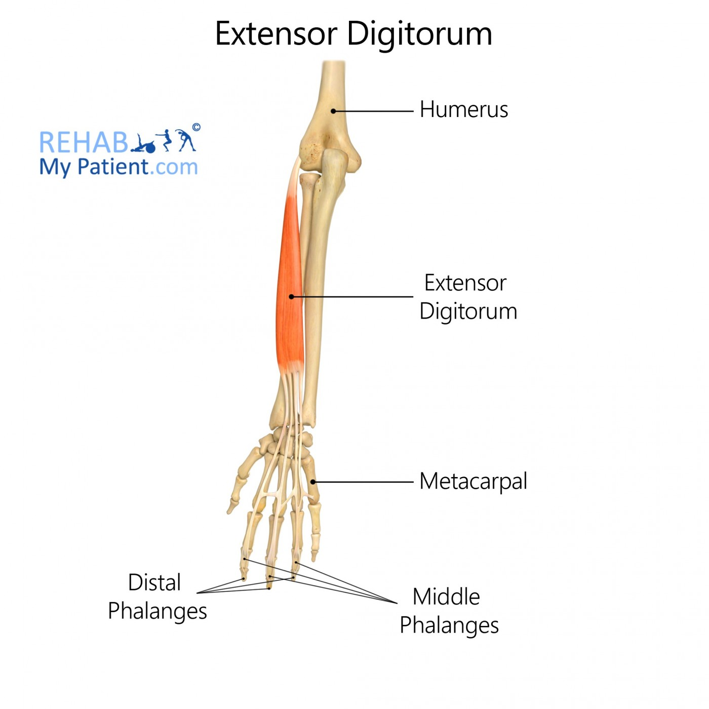 <p>origin: humerus</p><p>insertion: phalanges II-V</p><p>action: prime mover of finger extension, extends hand and can abduct fingers </p>