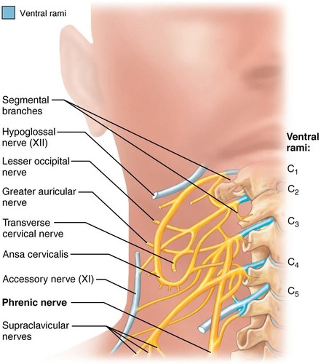 <p>Located under the sternocleidomastoid muscle, contains nerves from C1-C4, with the phrenic nerve being the most important.</p>