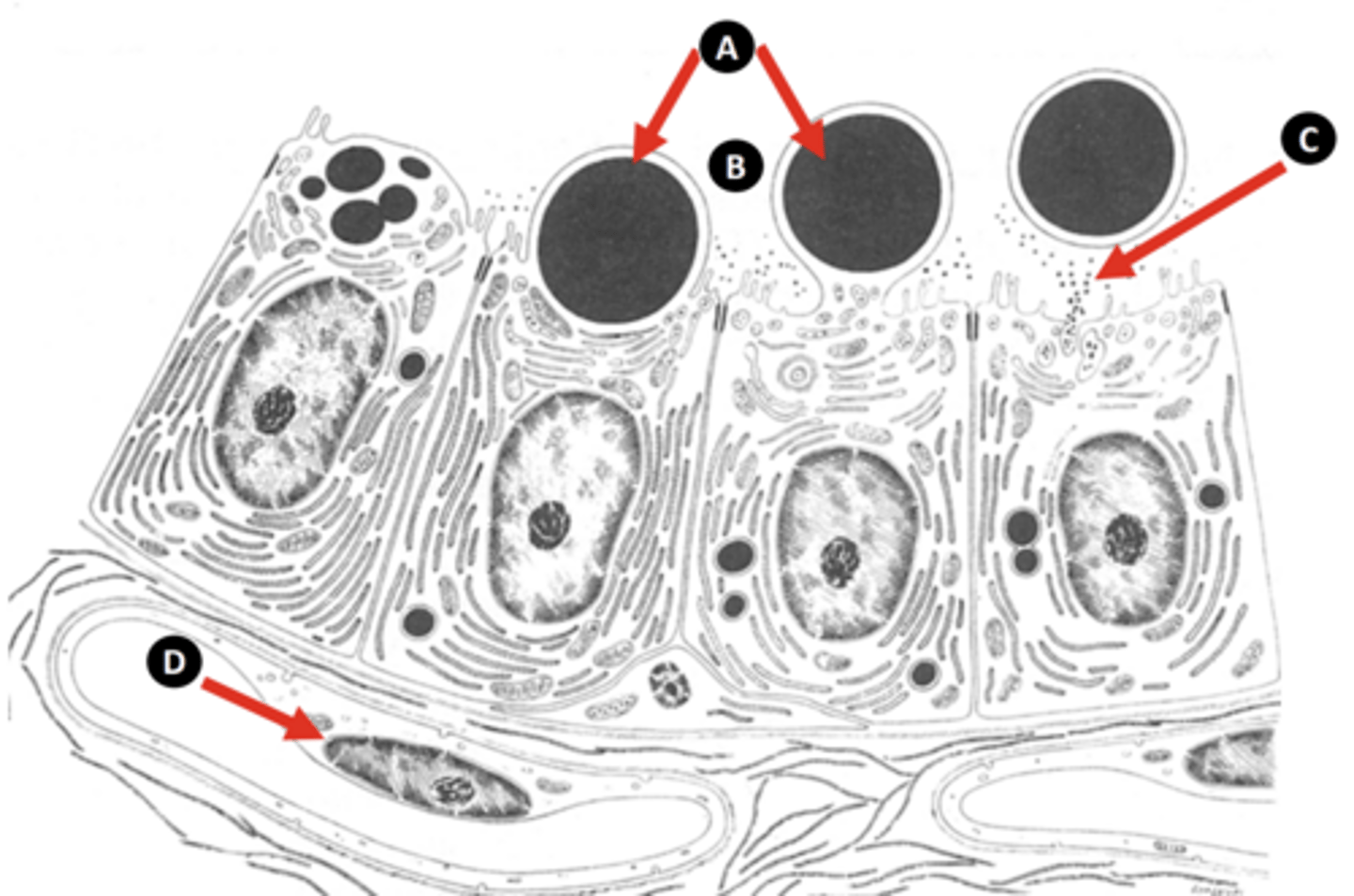 <p>d: cell</p>
