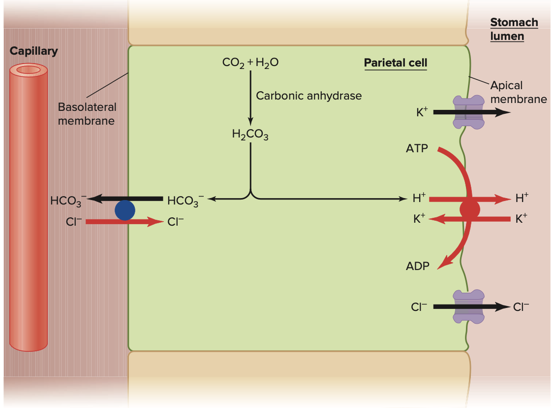 <p>(REFER TO IMAGE)</p><ul><li><p><span>When your body releases gastrin → different types of cells in the stomach respond to the gastrin named <strong>parietal cells </strong>(pushes more HCl to where the food is) → gastrin binds to receptor → stimulates Gs protein → converts ATP → cAMP → cAMP changes the location of&nbsp; H+/K+ pumps located in the cells to the membrane of the cell (translocation) → the H+/K+ pump exchanges potassium in for proton out → the proton/H+ came from CO2 + H2O → HCO3- + <strong>H+ </strong>→ the bicarbonate ion is transported out in exchange for chloride in → the chloride exits to where the food is → the H+ and Cl- combine to form HCl → HCl converts pepsinogen to pepsin, kills bacteria, denatures protein</span></p></li></ul><p></p>