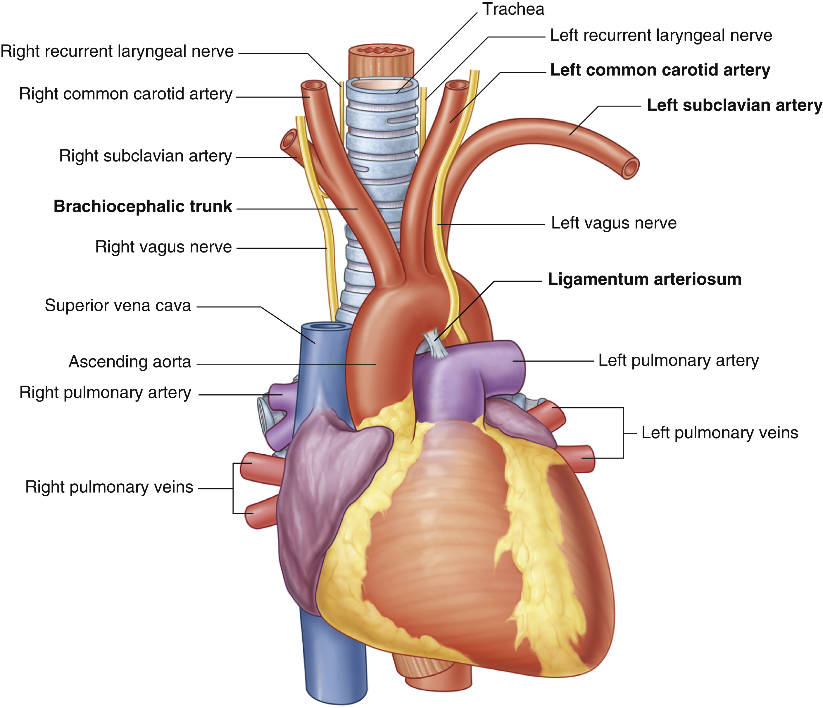 <p>descending aorta</p>