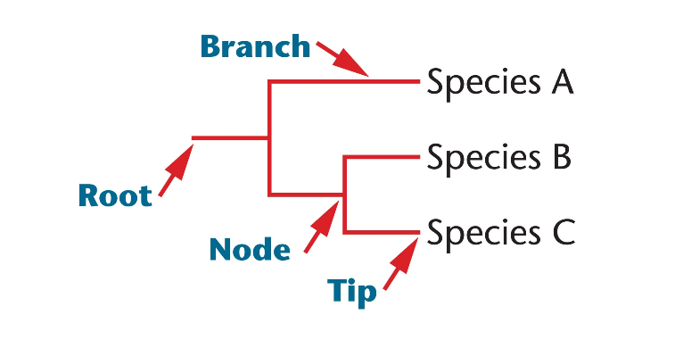 -Branches represent lineages over time
-Groups that consist of an ancestral species and all its descendants
are called monophyletic groups
